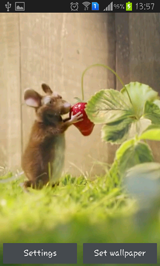 Mouse with strawberries - безкоштовно скачати живі шпалери на Андроїд телефон або планшет.