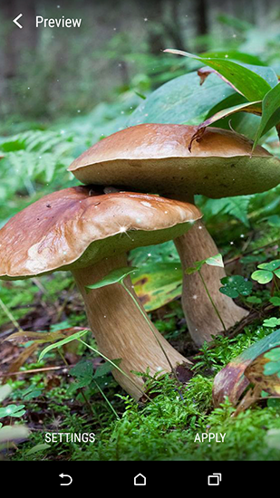 Mushrooms - скачать бесплатно живые обои для Андроид на рабочий стол.