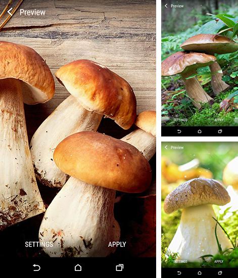 Zusätzlich zum Live Wallpaper Blaue Flamme für Android Mobiltelefone und Tablets, können Sie auch Mushrooms, Pilze kostenlos herunterladen.