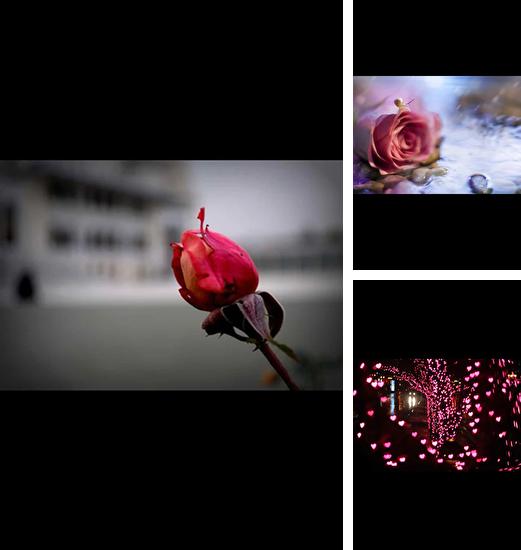 My photo wall love flowers - бесплатно скачать живые обои на Андроид телефон или планшет.