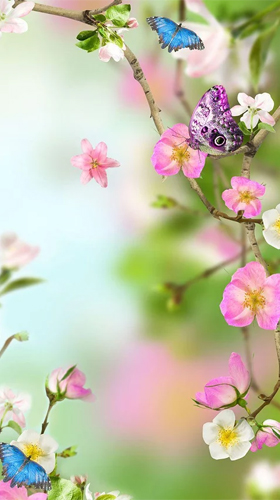 Papeis de parede animados Flores naturais para Android. Papeis de parede animados Natural flowers para download gratuito.