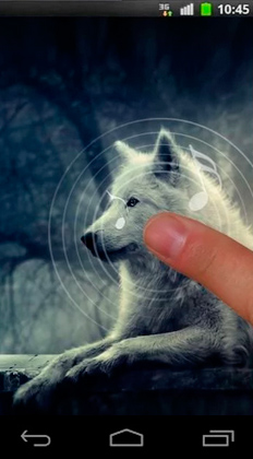 Fondos de pantalla animados a Night wolves para Android. Descarga gratuita fondos de pantalla animados Noche de lobos.