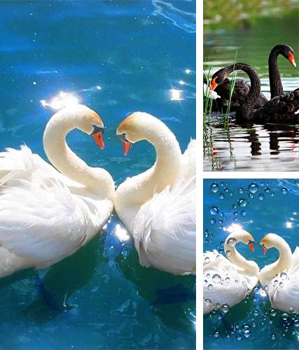 Download live wallpaper Noble swans for Android. Get full version of Android apk livewallpaper Noble swans for tablet and phone.