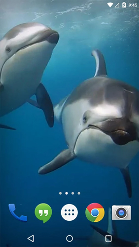 Скриншот Ocean 3D: Dolphin. Скачать живые обои на Андроид планшеты и телефоны.