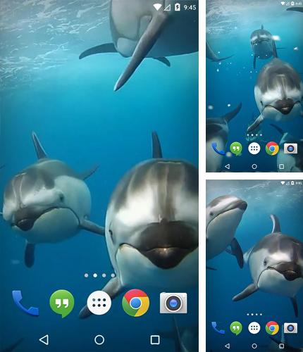Descarga gratuita fondos de pantalla animados Océano 3D: Delfines para Android. Consigue la versión completa de la aplicación apk de Ocean 3D: Dolphin para tabletas y teléfonos Android.