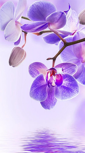 Orchid by Art LWP