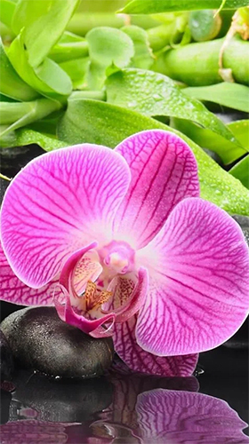 Orchid by Art LWP - безкоштовно скачати живі шпалери на Андроїд телефон або планшет.