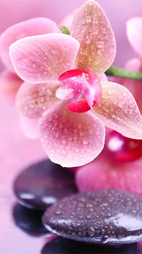 Orchid by Art LWP - скачати безкоштовно живі шпалери для Андроїд на робочий стіл.