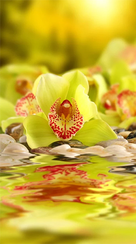 Kostenloses Android-Live Wallpaper Orchideen. Vollversion der Android-apk-App Orchid by Creative Factory Wallpapers für Tablets und Telefone.