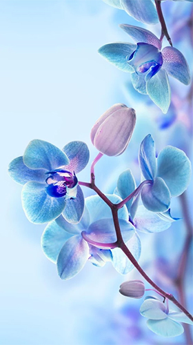 Téléchargement gratuit de Orchid by Creative Factory Wallpapers pour Android.