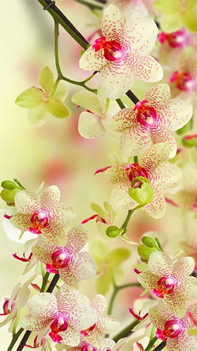 Capturas de pantalla de Orchid by Creative Factory Wallpapers para tabletas y teléfonos Android.