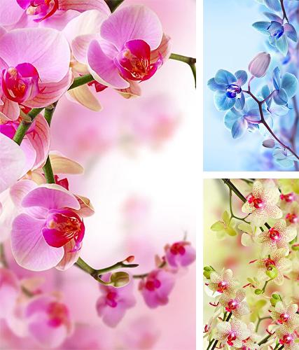 Orchid by Creative Factory Wallpapers - бесплатно скачать живые обои на Андроид телефон или планшет.