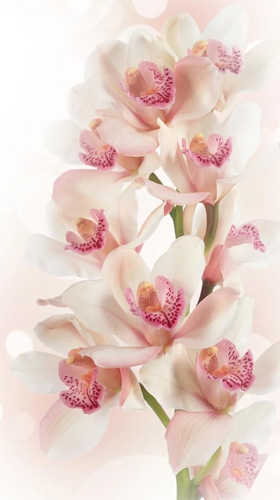 Orchid by Ultimate Live Wallpapers PRO für Android spielen. Live Wallpaper Orchidee kostenloser Download.