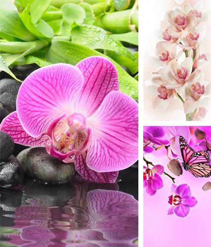 Download live wallpaper Orchid by Ultimate Live Wallpapers PRO for Android. Get full version of Android apk livewallpaper Orchid by Ultimate Live Wallpapers PRO for tablet and phone.