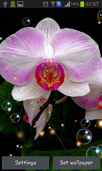 Orchid HD - скріншот живих шпалер для Android.