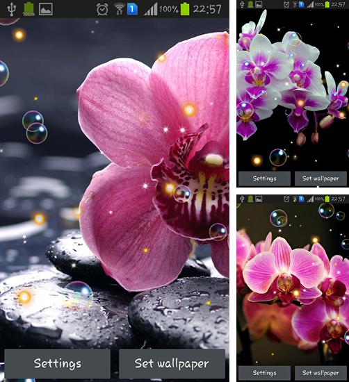 Orchid HD - бесплатно скачать живые обои на Андроид телефон или планшет.