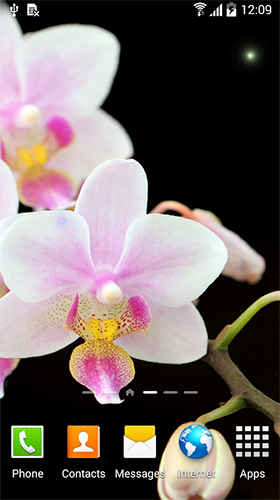 Screenshots of the Orchids by BlackBird Wallpapers for Android tablet, phone.