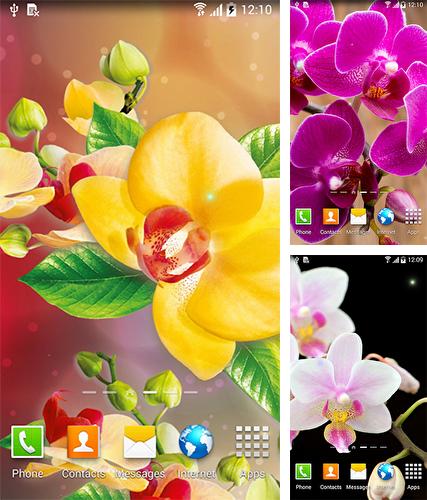 Kostenloses Android-Live Wallpaper Orchideen. Vollversion der Android-apk-App Orchids by BlackBird Wallpapers für Tablets und Telefone.