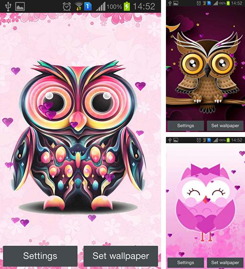 Kostenloses Android-Live Wallpaper Eule. Vollversion der Android-apk-App Owl für Tablets und Telefone.