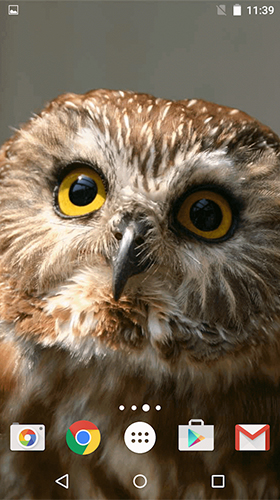 Owl by MISVI Apps for Your Phone für Android spielen. Live Wallpaper Eule kostenloser Download.