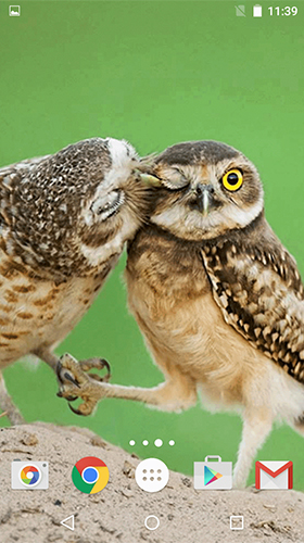 Як виглядають живі шпалери Owl by MISVI Apps for Your Phone.