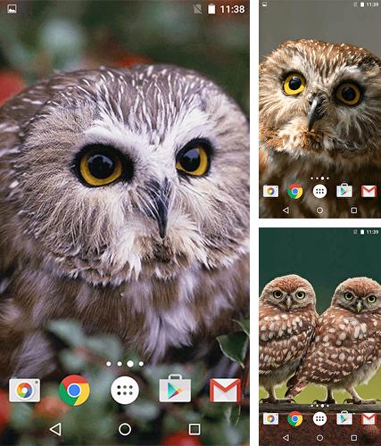 Télécharger le fond d'écran animé gratuit Hibou . Obtenir la version complète app apk Android Owl by MISVI Apps for Your Phone pour tablette et téléphone.