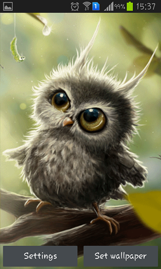 Owl chick