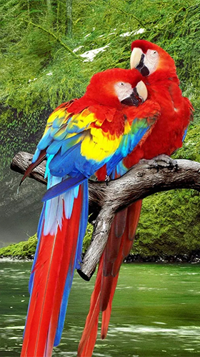 Parrot by Live Animals APPS - бесплатно скачать живые обои на Андроид телефон или планшет.