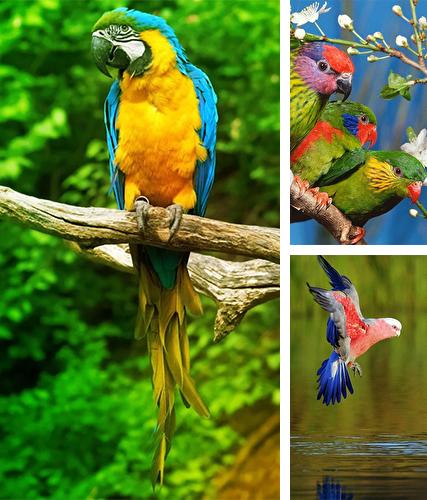 Parrot by Live Animals APPS - бесплатно скачать живые обои на Андроид телефон или планшет.