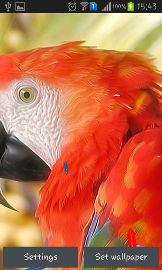 Parrot by TTR - безкоштовно скачати живі шпалери на Андроїд телефон або планшет.
