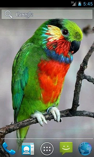 Parrot by Wpstar