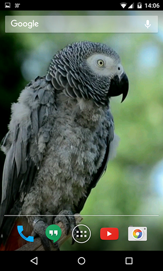 Parrots - бесплатно скачать живые обои на Андроид телефон или планшет.