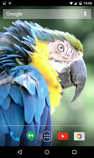 Fondos de pantalla animados a Parrots para Android. Descarga gratuita fondos de pantalla animados Cotorras.