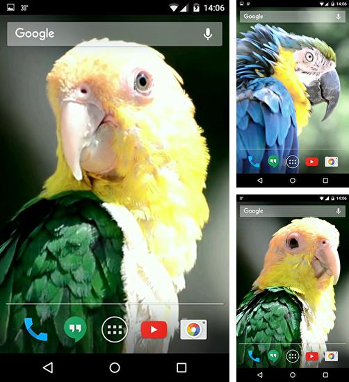 Дополнительно к живым обоям на Андроид телефоны и планшеты Улыбки, вы можете также бесплатно скачать заставку Parrots.