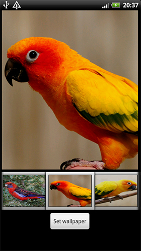 Parrots HD - бесплатно скачать живые обои на Андроид телефон или планшет.