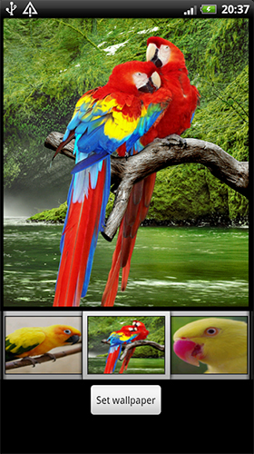 Papeis de parede animados Papagaios HD para Android. Papeis de parede animados Parrots HD para download gratuito.