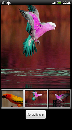 Screenshots of the Parrots HD for Android tablet, phone.