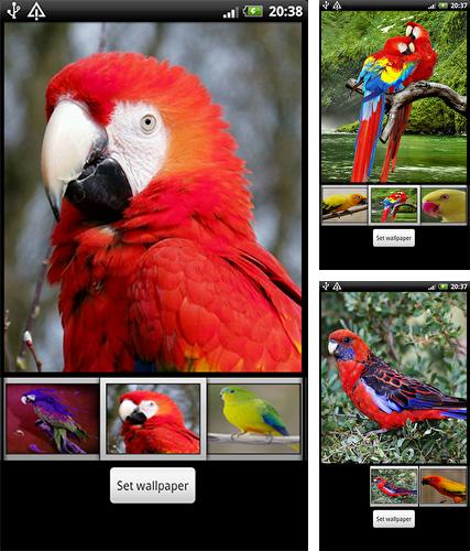 Parrots HD - бесплатно скачать живые обои на Андроид телефон или планшет.