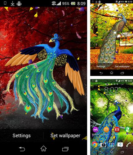 Kostenloses Android-Live Wallpaper Pfau. Vollversion der Android-apk-App Peacock by AdSoftech für Tablets und Telefone.