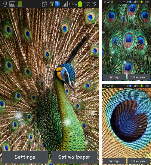 Peacock feather - бесплатно скачать живые обои на Андроид телефон или планшет.