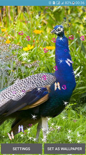 Download livewallpaper Peacocks for Android. Get full version of Android apk livewallpaper Peacocks for tablet and phone.