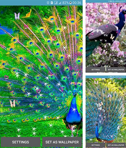 Download live wallpaper Peacocks for Android. Get full version of Android apk livewallpaper Peacocks for tablet and phone.