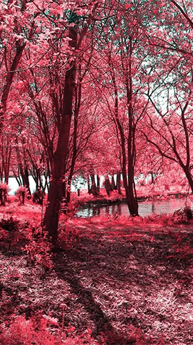 Pink forest für Android spielen. Live Wallpaper Pinker Wald kostenloser Download.