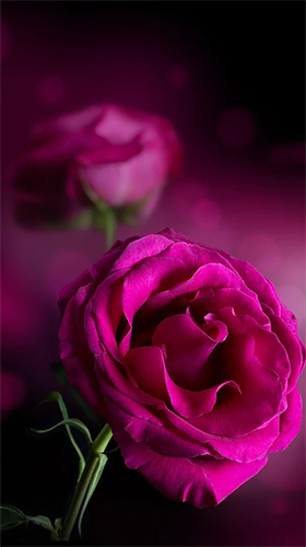 Pink rose - безкоштовно скачати живі шпалери на Андроїд телефон або планшет.