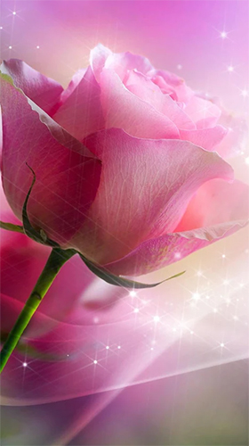 Pink rose für Android spielen. Live Wallpaper Pinke Rose kostenloser Download.