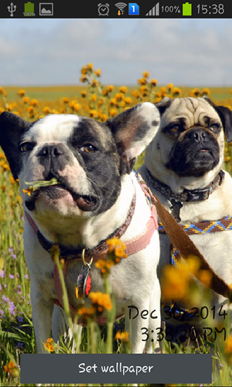 Screenshots of the Playful pugs for Android tablet, phone.