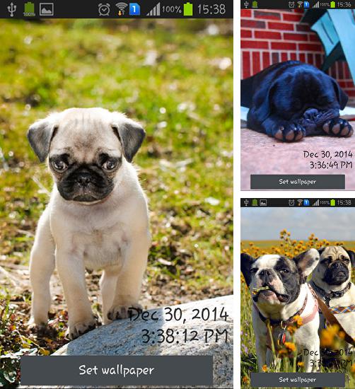 Download live wallpaper Playful pugs for Android. Get full version of Android apk livewallpaper Playful pugs for tablet and phone.