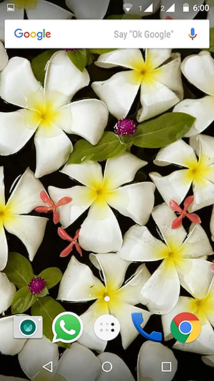 Screenshots of the Plumeria for Android tablet, phone.