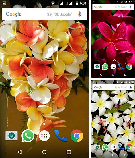 Kostenloses Android-Live Wallpaper Plumeria. Vollversion der Android-apk-App Plumeria für Tablets und Telefone.