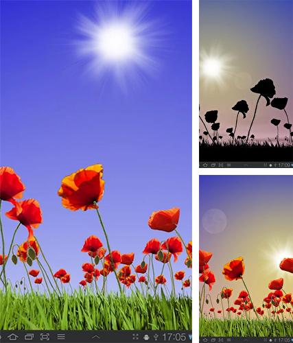 Download live wallpaper Poppy field for Android. Get full version of Android apk livewallpaper Poppy field for tablet and phone.